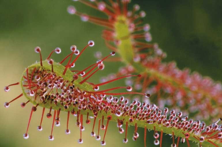Untangling how carnivorous plants catch their preys, helps design new materials