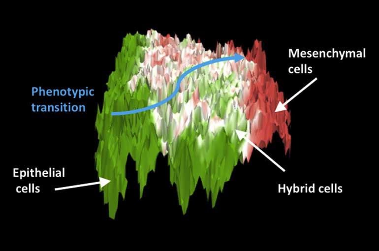 Scientists mapped the hybrid cells that may lead to metastasis