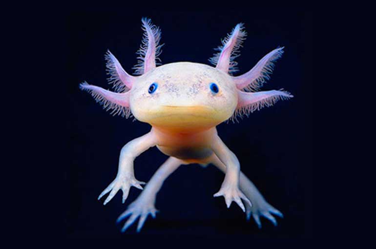 Evolution: common genetic signature of animal regeneration