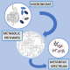Human microbiota: innovative method to identify alterations in metabolic diseases